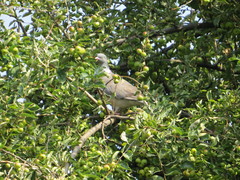 Columba palumbus