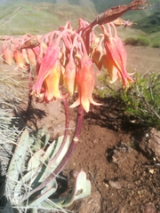 Cotyledon orbiculata oblonga