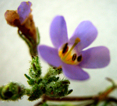 Chaenostoma campanulatum