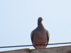 Columba palumbus