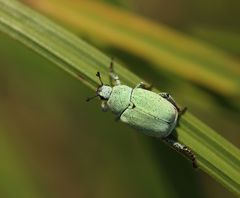 Hoplia parvula