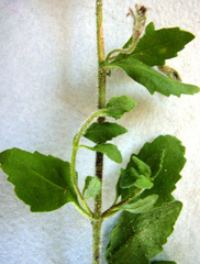 Chaenostoma campanulatum