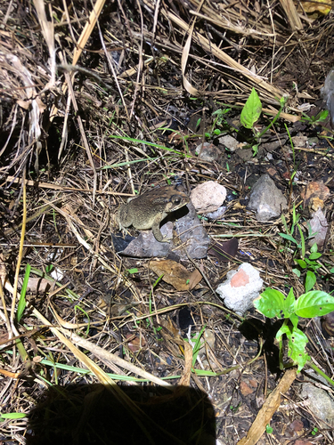 Duttaphrynus melanostictus