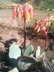 Cotyledon orbiculata oblonga