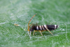 Entomobrya superba