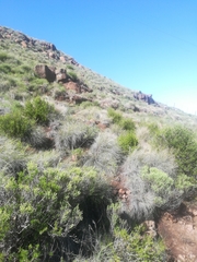 Cotyledon orbiculata oblonga