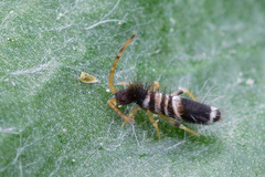 Entomobrya superba