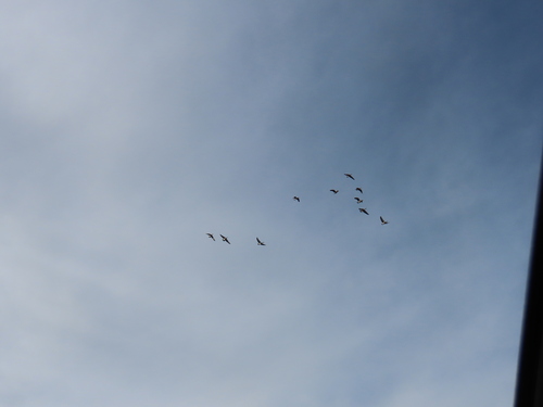 iNaturalist observation 2025-12-24