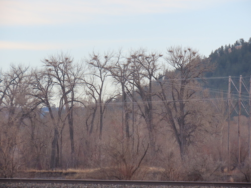 iNaturalist observation 2025-12-24