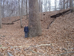 Platanus occidentalis