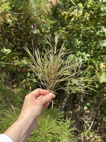 Dichanthelium angustifolium, 2025-08-27
