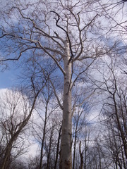 Platanus occidentalis
