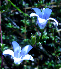 Wahlenbergia polyantha
