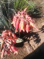 Cotyledon orbiculata oblonga