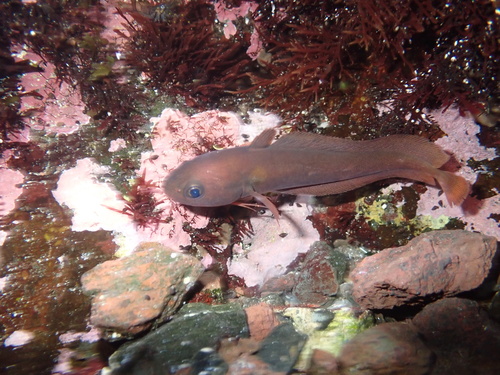 Japanese codling (Physiculus japonicus) — Moridae