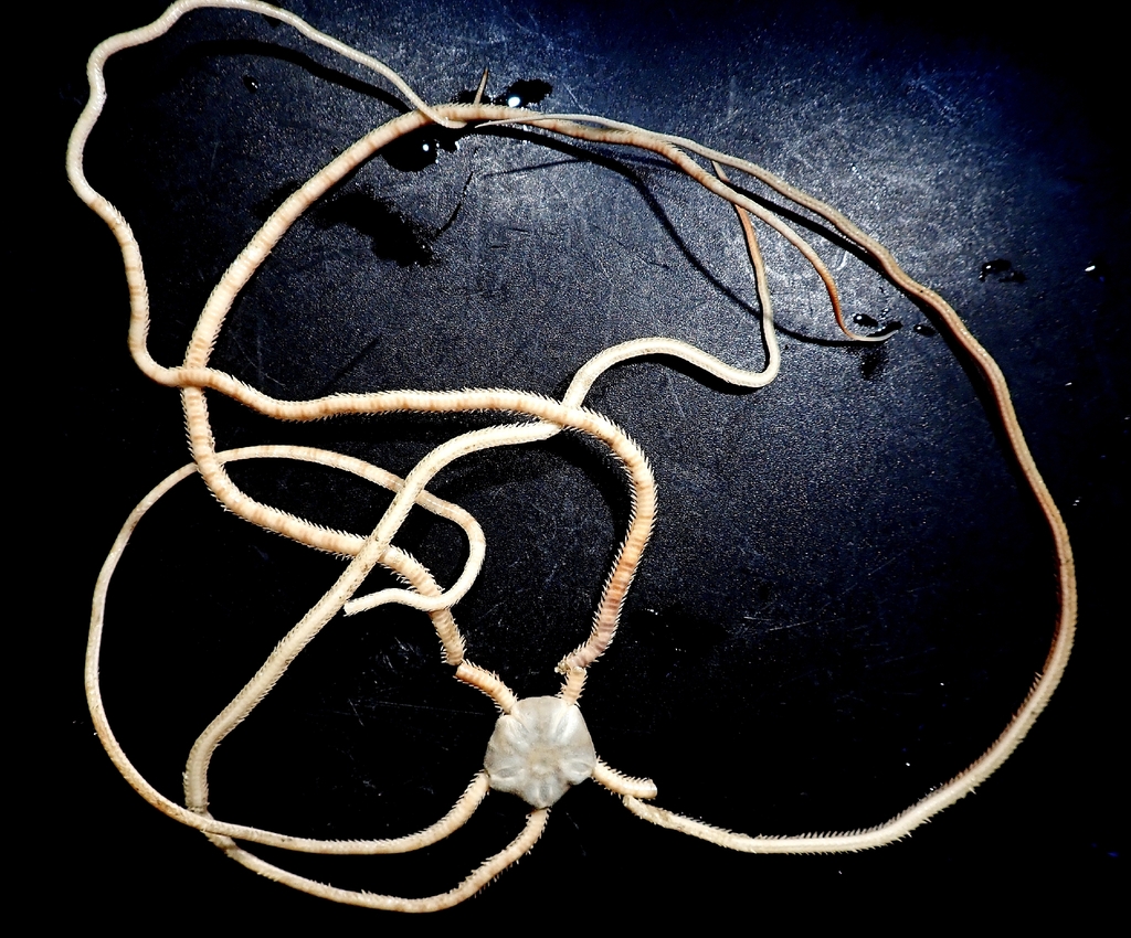 Dougaloplus
