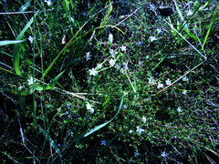 Wahlenbergia polyantha