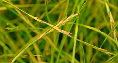 Platycaulos cascadensis