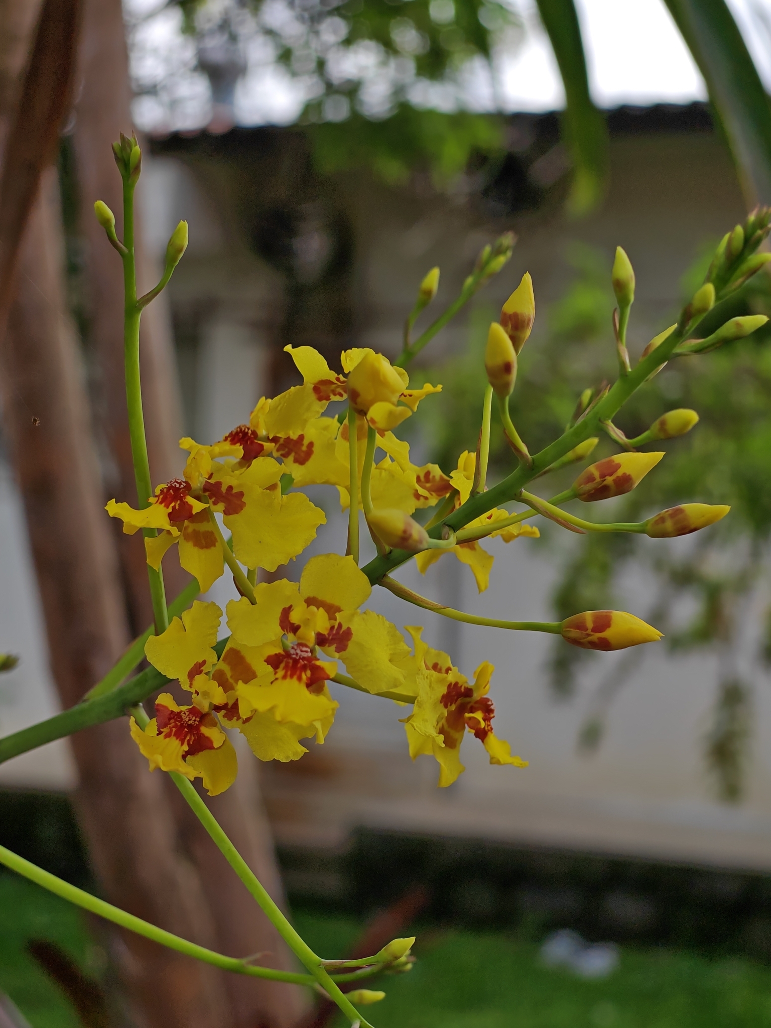 Orquídea
