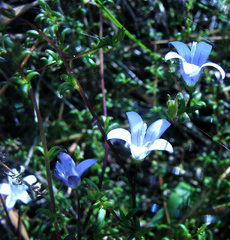 Wahlenbergia polyantha