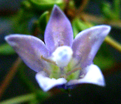 Wahlenbergia polyantha