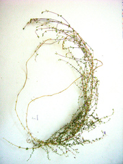 Wahlenbergia polyantha