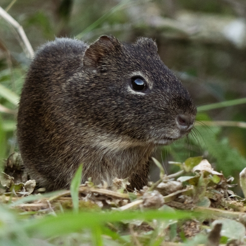 Brazilian Guinea Pig