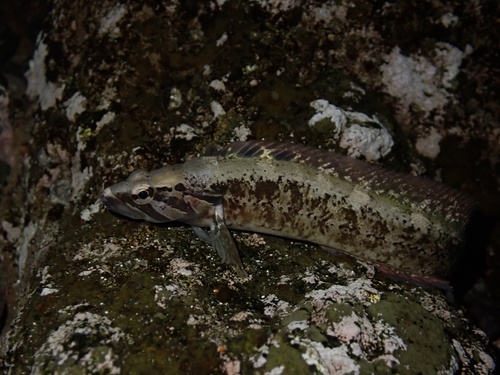 Sixline prickleback (Ernogrammus hexagrammus) — Stichaeidae — 2