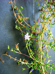 Wahlenbergia polyantha