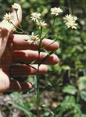 Solidago ptarmicoides