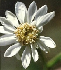 Solidago ptarmicoides