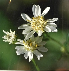 Solidago ptarmicoides