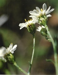 Solidago ptarmicoides