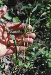 Solidago ptarmicoides
