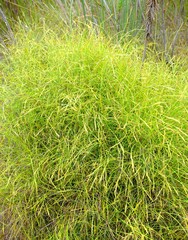 Platycaulos cascadensis