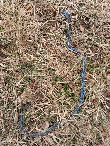 Snakes observed by camille12290