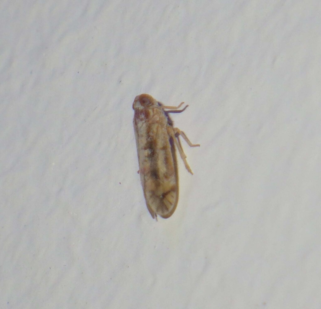 Euryphlepsia