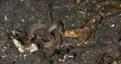Gymnothorax albimarginatus