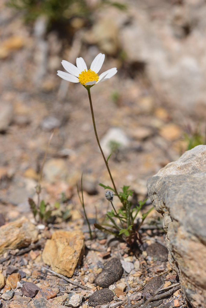 Mauranthemum decipiens