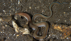 Gymnothorax albimarginatus