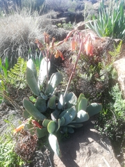 Cotyledon orbiculata oblonga