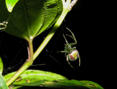 Araneus unanimus