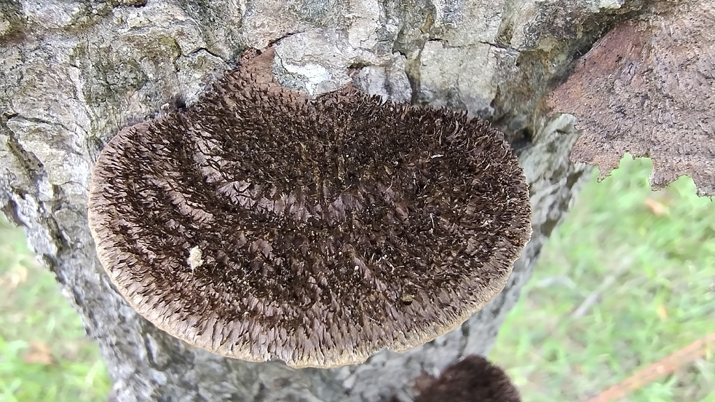 Hexagonia hydnoides · January 2026 · photo: © biomartita (iNaturalist, cc-by)
