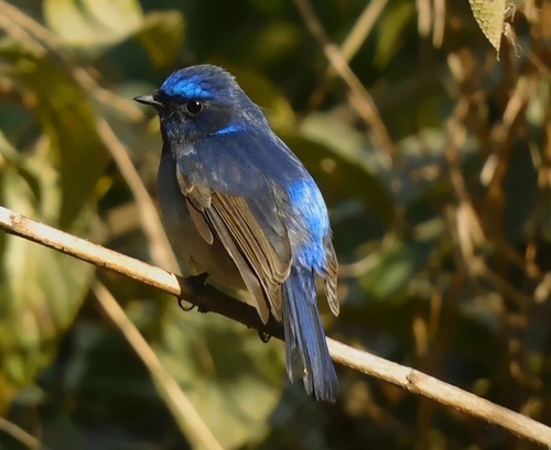 Small Niltava (Niltava macgrigoriae)