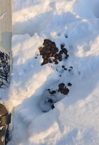 Лось observed by relew