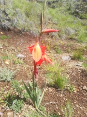 Gladiolus saundersii