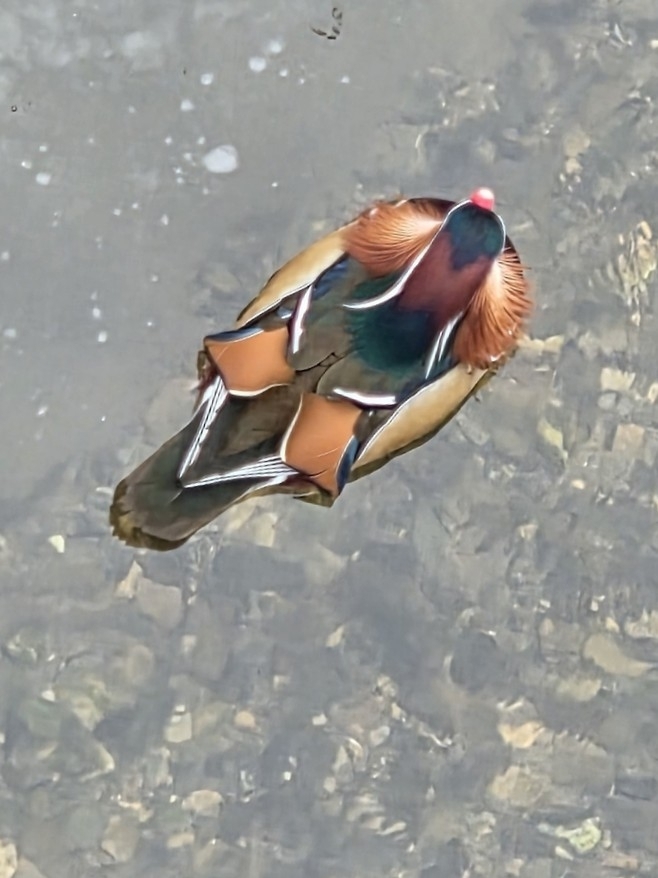 Aix galericulata (Linnaeus, 1758)