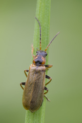 Rhagonycha nigriventris
