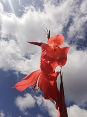 Gladiolus saundersii