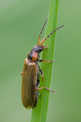 Rhagonycha nigriventris